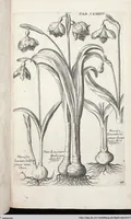Picture 392 of 593 from Viridarium Reformatum, Seu Regnum Vegetabile, Das ist: Neu-eingerichtetes und Vollständiges Kräuter-Buch: Worinnen auff noch nicht geschehene Weise Derer Vegetabilien, als Kräutern, Sträuchen, Bäumen, Bluhmen und anderer Erd-Gewachsen Art, Krafft und Würckung dergestalt beschrieben werden, daß man dieses Werck statt einer Botanischen Bibliothec haben ... kan (1719), leaf 821