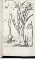 Picture 393 of 593 from Viridarium Reformatum, Seu Regnum Vegetabile, Das ist: Neu-eingerichtetes und Vollständiges Kräuter-Buch: Worinnen auff noch nicht geschehene Weise Derer Vegetabilien, als Kräutern, Sträuchen, Bäumen, Bluhmen und anderer Erd-Gewachsen Art, Krafft und Würckung dergestalt beschrieben werden, daß man dieses Werck statt einer Botanischen Bibliothec haben ... kan (1719), leaf 822
