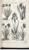 Picture 394 of 593 from Viridarium Reformatum, Seu Regnum Vegetabile, Das ist: Neu-eingerichtetes und Vollständiges Kräuter-Buch: Worinnen auff noch nicht geschehene Weise Derer Vegetabilien, als Kräutern, Sträuchen, Bäumen, Bluhmen und anderer Erd-Gewachsen Art, Krafft und Würckung dergestalt beschrieben werden, daß man dieses Werck statt einer Botanischen Bibliothec haben ... kan (1719), leaf 823