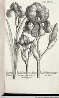 Picture 399 of 593 from Viridarium Reformatum, Seu Regnum Vegetabile, Das ist: Neu-eingerichtetes und Vollständiges Kräuter-Buch: Worinnen auff noch nicht geschehene Weise Derer Vegetabilien, als Kräutern, Sträuchen, Bäumen, Bluhmen und anderer Erd-Gewachsen Art, Krafft und Würckung dergestalt beschrieben werden, daß man dieses Werck statt einer Botanischen Bibliothec haben ... kan (1719), leaf 828