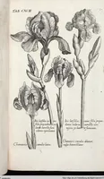 Picture 400 of 593 from Viridarium Reformatum, Seu Regnum Vegetabile, Das ist: Neu-eingerichtetes und Vollständiges Kräuter-Buch: Worinnen auff noch nicht geschehene Weise Derer Vegetabilien, als Kräutern, Sträuchen, Bäumen, Bluhmen und anderer Erd-Gewachsen Art, Krafft und Würckung dergestalt beschrieben werden, daß man dieses Werck statt einer Botanischen Bibliothec haben ... kan (1719), leaf 829