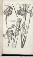 Picture 401 of 593 from Viridarium Reformatum, Seu Regnum Vegetabile, Das ist: Neu-eingerichtetes und Vollständiges Kräuter-Buch: Worinnen auff noch nicht geschehene Weise Derer Vegetabilien, als Kräutern, Sträuchen, Bäumen, Bluhmen und anderer Erd-Gewachsen Art, Krafft und Würckung dergestalt beschrieben werden, daß man dieses Werck statt einer Botanischen Bibliothec haben ... kan (1719), leaf 830