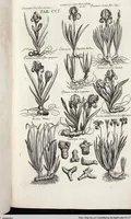 Picture 408 of 593 from Viridarium Reformatum, Seu Regnum Vegetabile, Das ist: Neu-eingerichtetes und Vollständiges Kräuter-Buch: Worinnen auff noch nicht geschehene Weise Derer Vegetabilien, als Kräutern, Sträuchen, Bäumen, Bluhmen und anderer Erd-Gewachsen Art, Krafft und Würckung dergestalt beschrieben werden, daß man dieses Werck statt einer Botanischen Bibliothec haben ... kan (1719), leaf 837