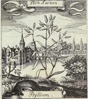 Picture 23 of 593 from Viridarium Reformatum, Seu Regnum Vegetabile, Das ist: Neu-eingerichtetes und Vollständiges Kräuter-Buch: Worinnen auff noch nicht geschehene Weise Derer Vegetabilien, als Kräutern, Sträuchen, Bäumen, Bluhmen und anderer Erd-Gewachsen Art, Krafft und Würckung dergestalt beschrieben werden, daß man dieses Werck statt einer Botanischen Bibliothec haben ... kan (1719), leaf 84