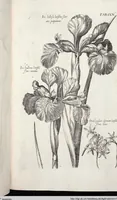Picture 412 of 593 from Viridarium Reformatum, Seu Regnum Vegetabile, Das ist: Neu-eingerichtetes und Vollständiges Kräuter-Buch: Worinnen auff noch nicht geschehene Weise Derer Vegetabilien, als Kräutern, Sträuchen, Bäumen, Bluhmen und anderer Erd-Gewachsen Art, Krafft und Würckung dergestalt beschrieben werden, daß man dieses Werck statt einer Botanischen Bibliothec haben ... kan (1719), leaf 841