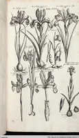 Picture 414 of 593 from Viridarium Reformatum, Seu Regnum Vegetabile, Das ist: Neu-eingerichtetes und Vollständiges Kräuter-Buch: Worinnen auff noch nicht geschehene Weise Derer Vegetabilien, als Kräutern, Sträuchen, Bäumen, Bluhmen und anderer Erd-Gewachsen Art, Krafft und Würckung dergestalt beschrieben werden, daß man dieses Werck statt einer Botanischen Bibliothec haben ... kan (1719), leaf 843