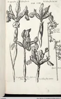 Picture 416 of 593 from Viridarium Reformatum, Seu Regnum Vegetabile, Das ist: Neu-eingerichtetes und Vollständiges Kräuter-Buch: Worinnen auff noch nicht geschehene Weise Derer Vegetabilien, als Kräutern, Sträuchen, Bäumen, Bluhmen und anderer Erd-Gewachsen Art, Krafft und Würckung dergestalt beschrieben werden, daß man dieses Werck statt einer Botanischen Bibliothec haben ... kan (1719), leaf 845