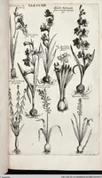 Picture 420 of 593 from Viridarium Reformatum, Seu Regnum Vegetabile, Das ist: Neu-eingerichtetes und Vollständiges Kräuter-Buch: Worinnen auff noch nicht geschehene Weise Derer Vegetabilien, als Kräutern, Sträuchen, Bäumen, Bluhmen und anderer Erd-Gewachsen Art, Krafft und Würckung dergestalt beschrieben werden, daß man dieses Werck statt einer Botanischen Bibliothec haben ... kan (1719), leaf 849