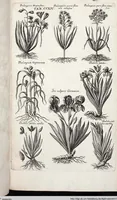 Picture 421 of 593 from Viridarium Reformatum, Seu Regnum Vegetabile, Das ist: Neu-eingerichtetes und Vollständiges Kräuter-Buch: Worinnen auff noch nicht geschehene Weise Derer Vegetabilien, als Kräutern, Sträuchen, Bäumen, Bluhmen und anderer Erd-Gewachsen Art, Krafft und Würckung dergestalt beschrieben werden, daß man dieses Werck statt einer Botanischen Bibliothec haben ... kan (1719), leaf 850