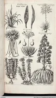 Picture 422 of 593 from Viridarium Reformatum, Seu Regnum Vegetabile, Das ist: Neu-eingerichtetes und Vollständiges Kräuter-Buch: Worinnen auff noch nicht geschehene Weise Derer Vegetabilien, als Kräutern, Sträuchen, Bäumen, Bluhmen und anderer Erd-Gewachsen Art, Krafft und Würckung dergestalt beschrieben werden, daß man dieses Werck statt einer Botanischen Bibliothec haben ... kan (1719), leaf 851