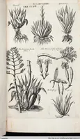 Picture 424 of 593 from Viridarium Reformatum, Seu Regnum Vegetabile, Das ist: Neu-eingerichtetes und Vollständiges Kräuter-Buch: Worinnen auff noch nicht geschehene Weise Derer Vegetabilien, als Kräutern, Sträuchen, Bäumen, Bluhmen und anderer Erd-Gewachsen Art, Krafft und Würckung dergestalt beschrieben werden, daß man dieses Werck statt einer Botanischen Bibliothec haben ... kan (1719), leaf 853