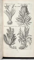 Picture 426 of 593 from Viridarium Reformatum, Seu Regnum Vegetabile, Das ist: Neu-eingerichtetes und Vollständiges Kräuter-Buch: Worinnen auff noch nicht geschehene Weise Derer Vegetabilien, als Kräutern, Sträuchen, Bäumen, Bluhmen und anderer Erd-Gewachsen Art, Krafft und Würckung dergestalt beschrieben werden, daß man dieses Werck statt einer Botanischen Bibliothec haben ... kan (1719), leaf 855
