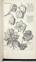 Picture 428 of 593 from Viridarium Reformatum, Seu Regnum Vegetabile, Das ist: Neu-eingerichtetes und Vollständiges Kräuter-Buch: Worinnen auff noch nicht geschehene Weise Derer Vegetabilien, als Kräutern, Sträuchen, Bäumen, Bluhmen und anderer Erd-Gewachsen Art, Krafft und Würckung dergestalt beschrieben werden, daß man dieses Werck statt einer Botanischen Bibliothec haben ... kan (1719), leaf 857