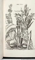 Picture 429 of 593 from Viridarium Reformatum, Seu Regnum Vegetabile, Das ist: Neu-eingerichtetes und Vollständiges Kräuter-Buch: Worinnen auff noch nicht geschehene Weise Derer Vegetabilien, als Kräutern, Sträuchen, Bäumen, Bluhmen und anderer Erd-Gewachsen Art, Krafft und Würckung dergestalt beschrieben werden, daß man dieses Werck statt einer Botanischen Bibliothec haben ... kan (1719), leaf 858
