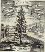 Picture 24 of 593 from Viridarium Reformatum, Seu Regnum Vegetabile, Das ist: Neu-eingerichtetes und Vollständiges Kräuter-Buch: Worinnen auff noch nicht geschehene Weise Derer Vegetabilien, als Kräutern, Sträuchen, Bäumen, Bluhmen und anderer Erd-Gewachsen Art, Krafft und Würckung dergestalt beschrieben werden, daß man dieses Werck statt einer Botanischen Bibliothec haben ... kan (1719), leaf 86