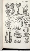 Picture 431 of 593 from Viridarium Reformatum, Seu Regnum Vegetabile, Das ist: Neu-eingerichtetes und Vollständiges Kräuter-Buch: Worinnen auff noch nicht geschehene Weise Derer Vegetabilien, als Kräutern, Sträuchen, Bäumen, Bluhmen und anderer Erd-Gewachsen Art, Krafft und Würckung dergestalt beschrieben werden, daß man dieses Werck statt einer Botanischen Bibliothec haben ... kan (1719), leaf 860
