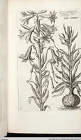 Picture 432 of 593 from Viridarium Reformatum, Seu Regnum Vegetabile, Das ist: Neu-eingerichtetes und Vollständiges Kräuter-Buch: Worinnen auff noch nicht geschehene Weise Derer Vegetabilien, als Kräutern, Sträuchen, Bäumen, Bluhmen und anderer Erd-Gewachsen Art, Krafft und Würckung dergestalt beschrieben werden, daß man dieses Werck statt einer Botanischen Bibliothec haben ... kan (1719), leaf 861