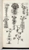 Picture 434 of 593 from Viridarium Reformatum, Seu Regnum Vegetabile, Das ist: Neu-eingerichtetes und Vollständiges Kräuter-Buch: Worinnen auff noch nicht geschehene Weise Derer Vegetabilien, als Kräutern, Sträuchen, Bäumen, Bluhmen und anderer Erd-Gewachsen Art, Krafft und Würckung dergestalt beschrieben werden, daß man dieses Werck statt einer Botanischen Bibliothec haben ... kan (1719), leaf 863