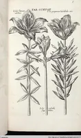 Picture 435 of 593 from Viridarium Reformatum, Seu Regnum Vegetabile, Das ist: Neu-eingerichtetes und Vollständiges Kräuter-Buch: Worinnen auff noch nicht geschehene Weise Derer Vegetabilien, als Kräutern, Sträuchen, Bäumen, Bluhmen und anderer Erd-Gewachsen Art, Krafft und Würckung dergestalt beschrieben werden, daß man dieses Werck statt einer Botanischen Bibliothec haben ... kan (1719), leaf 865