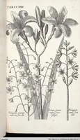 Picture 437 of 593 from Viridarium Reformatum, Seu Regnum Vegetabile, Das ist: Neu-eingerichtetes und Vollständiges Kräuter-Buch: Worinnen auff noch nicht geschehene Weise Derer Vegetabilien, als Kräutern, Sträuchen, Bäumen, Bluhmen und anderer Erd-Gewachsen Art, Krafft und Würckung dergestalt beschrieben werden, daß man dieses Werck statt einer Botanischen Bibliothec haben ... kan (1719), leaf 867