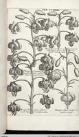 Picture 441 of 593 from Viridarium Reformatum, Seu Regnum Vegetabile, Das ist: Neu-eingerichtetes und Vollständiges Kräuter-Buch: Worinnen auff noch nicht geschehene Weise Derer Vegetabilien, als Kräutern, Sträuchen, Bäumen, Bluhmen und anderer Erd-Gewachsen Art, Krafft und Würckung dergestalt beschrieben werden, daß man dieses Werck statt einer Botanischen Bibliothec haben ... kan (1719), leaf 871