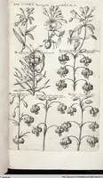 Picture 442 of 593 from Viridarium Reformatum, Seu Regnum Vegetabile, Das ist: Neu-eingerichtetes und Vollständiges Kräuter-Buch: Worinnen auff noch nicht geschehene Weise Derer Vegetabilien, als Kräutern, Sträuchen, Bäumen, Bluhmen und anderer Erd-Gewachsen Art, Krafft und Würckung dergestalt beschrieben werden, daß man dieses Werck statt einer Botanischen Bibliothec haben ... kan (1719), leaf 872