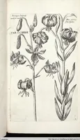 Picture 443 of 593 from Viridarium Reformatum, Seu Regnum Vegetabile, Das ist: Neu-eingerichtetes und Vollständiges Kräuter-Buch: Worinnen auff noch nicht geschehene Weise Derer Vegetabilien, als Kräutern, Sträuchen, Bäumen, Bluhmen und anderer Erd-Gewachsen Art, Krafft und Würckung dergestalt beschrieben werden, daß man dieses Werck statt einer Botanischen Bibliothec haben ... kan (1719), leaf 873