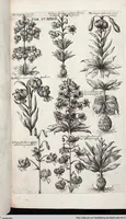 Picture 444 of 593 from Viridarium Reformatum, Seu Regnum Vegetabile, Das ist: Neu-eingerichtetes und Vollständiges Kräuter-Buch: Worinnen auff noch nicht geschehene Weise Derer Vegetabilien, als Kräutern, Sträuchen, Bäumen, Bluhmen und anderer Erd-Gewachsen Art, Krafft und Würckung dergestalt beschrieben werden, daß man dieses Werck statt einer Botanischen Bibliothec haben ... kan (1719), leaf 874