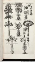 Picture 445 of 593 from Viridarium Reformatum, Seu Regnum Vegetabile, Das ist: Neu-eingerichtetes und Vollständiges Kräuter-Buch: Worinnen auff noch nicht geschehene Weise Derer Vegetabilien, als Kräutern, Sträuchen, Bäumen, Bluhmen und anderer Erd-Gewachsen Art, Krafft und Würckung dergestalt beschrieben werden, daß man dieses Werck statt einer Botanischen Bibliothec haben ... kan (1719), leaf 875