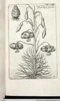 Picture 447 of 593 from Viridarium Reformatum, Seu Regnum Vegetabile, Das ist: Neu-eingerichtetes und Vollständiges Kräuter-Buch: Worinnen auff noch nicht geschehene Weise Derer Vegetabilien, als Kräutern, Sträuchen, Bäumen, Bluhmen und anderer Erd-Gewachsen Art, Krafft und Würckung dergestalt beschrieben werden, daß man dieses Werck statt einer Botanischen Bibliothec haben ... kan (1719), leaf 877