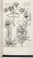 Picture 448 of 593 from Viridarium Reformatum, Seu Regnum Vegetabile, Das ist: Neu-eingerichtetes und Vollständiges Kräuter-Buch: Worinnen auff noch nicht geschehene Weise Derer Vegetabilien, als Kräutern, Sträuchen, Bäumen, Bluhmen und anderer Erd-Gewachsen Art, Krafft und Würckung dergestalt beschrieben werden, daß man dieses Werck statt einer Botanischen Bibliothec haben ... kan (1719), leaf 878