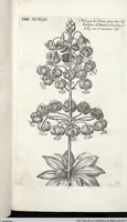 Picture 451 of 593 from Viridarium Reformatum, Seu Regnum Vegetabile, Das ist: Neu-eingerichtetes und Vollständiges Kräuter-Buch: Worinnen auff noch nicht geschehene Weise Derer Vegetabilien, als Kräutern, Sträuchen, Bäumen, Bluhmen und anderer Erd-Gewachsen Art, Krafft und Würckung dergestalt beschrieben werden, daß man dieses Werck statt einer Botanischen Bibliothec haben ... kan (1719), leaf 881