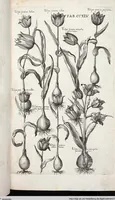 Picture 452 of 593 from Viridarium Reformatum, Seu Regnum Vegetabile, Das ist: Neu-eingerichtetes und Vollständiges Kräuter-Buch: Worinnen auff noch nicht geschehene Weise Derer Vegetabilien, als Kräutern, Sträuchen, Bäumen, Bluhmen und anderer Erd-Gewachsen Art, Krafft und Würckung dergestalt beschrieben werden, daß man dieses Werck statt einer Botanischen Bibliothec haben ... kan (1719), leaf 882