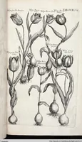 Picture 453 of 593 from Viridarium Reformatum, Seu Regnum Vegetabile, Das ist: Neu-eingerichtetes und Vollständiges Kräuter-Buch: Worinnen auff noch nicht geschehene Weise Derer Vegetabilien, als Kräutern, Sträuchen, Bäumen, Bluhmen und anderer Erd-Gewachsen Art, Krafft und Würckung dergestalt beschrieben werden, daß man dieses Werck statt einer Botanischen Bibliothec haben ... kan (1719), leaf 883