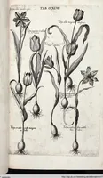 Picture 454 of 593 from Viridarium Reformatum, Seu Regnum Vegetabile, Das ist: Neu-eingerichtetes und Vollständiges Kräuter-Buch: Worinnen auff noch nicht geschehene Weise Derer Vegetabilien, als Kräutern, Sträuchen, Bäumen, Bluhmen und anderer Erd-Gewachsen Art, Krafft und Würckung dergestalt beschrieben werden, daß man dieses Werck statt einer Botanischen Bibliothec haben ... kan (1719), leaf 884