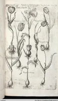 Picture 455 of 593 from Viridarium Reformatum, Seu Regnum Vegetabile, Das ist: Neu-eingerichtetes und Vollständiges Kräuter-Buch: Worinnen auff noch nicht geschehene Weise Derer Vegetabilien, als Kräutern, Sträuchen, Bäumen, Bluhmen und anderer Erd-Gewachsen Art, Krafft und Würckung dergestalt beschrieben werden, daß man dieses Werck statt einer Botanischen Bibliothec haben ... kan (1719), leaf 885