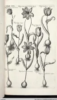 Picture 457 of 593 from Viridarium Reformatum, Seu Regnum Vegetabile, Das ist: Neu-eingerichtetes und Vollständiges Kräuter-Buch: Worinnen auff noch nicht geschehene Weise Derer Vegetabilien, als Kräutern, Sträuchen, Bäumen, Bluhmen und anderer Erd-Gewachsen Art, Krafft und Würckung dergestalt beschrieben werden, daß man dieses Werck statt einer Botanischen Bibliothec haben ... kan (1719), leaf 887