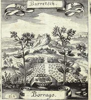 Picture 25 of 593 from Viridarium Reformatum, Seu Regnum Vegetabile, Das ist: Neu-eingerichtetes und Vollständiges Kräuter-Buch: Worinnen auff noch nicht geschehene Weise Derer Vegetabilien, als Kräutern, Sträuchen, Bäumen, Bluhmen und anderer Erd-Gewachsen Art, Krafft und Würckung dergestalt beschrieben werden, daß man dieses Werck statt einer Botanischen Bibliothec haben ... kan (1719), leaf 89