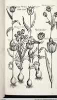 Picture 461 of 593 from Viridarium Reformatum, Seu Regnum Vegetabile, Das ist: Neu-eingerichtetes und Vollständiges Kräuter-Buch: Worinnen auff noch nicht geschehene Weise Derer Vegetabilien, als Kräutern, Sträuchen, Bäumen, Bluhmen und anderer Erd-Gewachsen Art, Krafft und Würckung dergestalt beschrieben werden, daß man dieses Werck statt einer Botanischen Bibliothec haben ... kan (1719), leaf 891