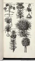 Picture 467 of 593 from Viridarium Reformatum, Seu Regnum Vegetabile, Das ist: Neu-eingerichtetes und Vollständiges Kräuter-Buch: Worinnen auff noch nicht geschehene Weise Derer Vegetabilien, als Kräutern, Sträuchen, Bäumen, Bluhmen und anderer Erd-Gewachsen Art, Krafft und Würckung dergestalt beschrieben werden, daß man dieses Werck statt einer Botanischen Bibliothec haben ... kan (1719), leaf 899