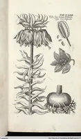 Picture 468 of 593 from Viridarium Reformatum, Seu Regnum Vegetabile, Das ist: Neu-eingerichtetes und Vollständiges Kräuter-Buch: Worinnen auff noch nicht geschehene Weise Derer Vegetabilien, als Kräutern, Sträuchen, Bäumen, Bluhmen und anderer Erd-Gewachsen Art, Krafft und Würckung dergestalt beschrieben werden, daß man dieses Werck statt einer Botanischen Bibliothec haben ... kan (1719), leaf 900
