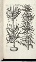Picture 470 of 593 from Viridarium Reformatum, Seu Regnum Vegetabile, Das ist: Neu-eingerichtetes und Vollständiges Kräuter-Buch: Worinnen auff noch nicht geschehene Weise Derer Vegetabilien, als Kräutern, Sträuchen, Bäumen, Bluhmen und anderer Erd-Gewachsen Art, Krafft und Würckung dergestalt beschrieben werden, daß man dieses Werck statt einer Botanischen Bibliothec haben ... kan (1719), leaf 902