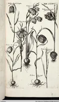 Picture 471 of 593 from Viridarium Reformatum, Seu Regnum Vegetabile, Das ist: Neu-eingerichtetes und Vollständiges Kräuter-Buch: Worinnen auff noch nicht geschehene Weise Derer Vegetabilien, als Kräutern, Sträuchen, Bäumen, Bluhmen und anderer Erd-Gewachsen Art, Krafft und Würckung dergestalt beschrieben werden, daß man dieses Werck statt einer Botanischen Bibliothec haben ... kan (1719), leaf 903