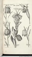 Picture 472 of 593 from Viridarium Reformatum, Seu Regnum Vegetabile, Das ist: Neu-eingerichtetes und Vollständiges Kräuter-Buch: Worinnen auff noch nicht geschehene Weise Derer Vegetabilien, als Kräutern, Sträuchen, Bäumen, Bluhmen und anderer Erd-Gewachsen Art, Krafft und Würckung dergestalt beschrieben werden, daß man dieses Werck statt einer Botanischen Bibliothec haben ... kan (1719), leaf 904
