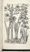 Picture 473 of 593 from Viridarium Reformatum, Seu Regnum Vegetabile, Das ist: Neu-eingerichtetes und Vollständiges Kräuter-Buch: Worinnen auff noch nicht geschehene Weise Derer Vegetabilien, als Kräutern, Sträuchen, Bäumen, Bluhmen und anderer Erd-Gewachsen Art, Krafft und Würckung dergestalt beschrieben werden, daß man dieses Werck statt einer Botanischen Bibliothec haben ... kan (1719), leaf 905