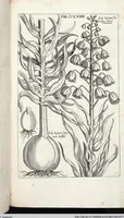 Picture 474 of 593 from Viridarium Reformatum, Seu Regnum Vegetabile, Das ist: Neu-eingerichtetes und Vollständiges Kräuter-Buch: Worinnen auff noch nicht geschehene Weise Derer Vegetabilien, als Kräutern, Sträuchen, Bäumen, Bluhmen und anderer Erd-Gewachsen Art, Krafft und Würckung dergestalt beschrieben werden, daß man dieses Werck statt einer Botanischen Bibliothec haben ... kan (1719), leaf 906