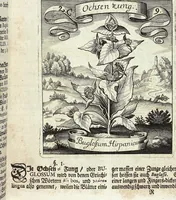 Picture 26 of 593 from Viridarium Reformatum, Seu Regnum Vegetabile, Das ist: Neu-eingerichtetes und Vollständiges Kräuter-Buch: Worinnen auff noch nicht geschehene Weise Derer Vegetabilien, als Kräutern, Sträuchen, Bäumen, Bluhmen und anderer Erd-Gewachsen Art, Krafft und Würckung dergestalt beschrieben werden, daß man dieses Werck statt einer Botanischen Bibliothec haben ... kan (1719), leaf 91