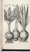 Picture 480 of 593 from Viridarium Reformatum, Seu Regnum Vegetabile, Das ist: Neu-eingerichtetes und Vollständiges Kräuter-Buch: Worinnen auff noch nicht geschehene Weise Derer Vegetabilien, als Kräutern, Sträuchen, Bäumen, Bluhmen und anderer Erd-Gewachsen Art, Krafft und Würckung dergestalt beschrieben werden, daß man dieses Werck statt einer Botanischen Bibliothec haben ... kan (1719), leaf 914
