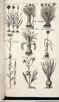 Picture 481 of 593 from Viridarium Reformatum, Seu Regnum Vegetabile, Das ist: Neu-eingerichtetes und Vollständiges Kräuter-Buch: Worinnen auff noch nicht geschehene Weise Derer Vegetabilien, als Kräutern, Sträuchen, Bäumen, Bluhmen und anderer Erd-Gewachsen Art, Krafft und Würckung dergestalt beschrieben werden, daß man dieses Werck statt einer Botanischen Bibliothec haben ... kan (1719), leaf 915