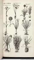 Picture 482 of 593 from Viridarium Reformatum, Seu Regnum Vegetabile, Das ist: Neu-eingerichtetes und Vollständiges Kräuter-Buch: Worinnen auff noch nicht geschehene Weise Derer Vegetabilien, als Kräutern, Sträuchen, Bäumen, Bluhmen und anderer Erd-Gewachsen Art, Krafft und Würckung dergestalt beschrieben werden, daß man dieses Werck statt einer Botanischen Bibliothec haben ... kan (1719), leaf 916